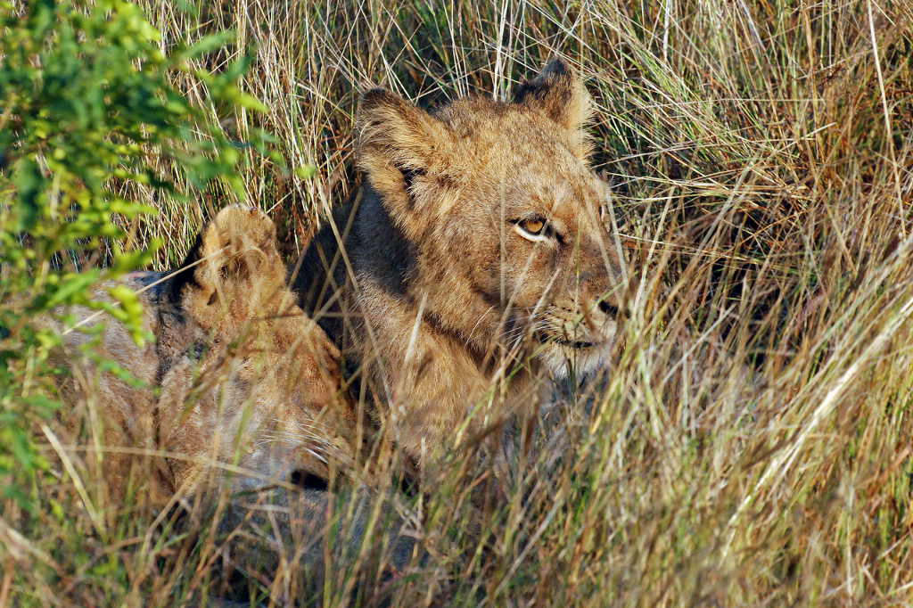 Löwenkinder im Krüger National Park